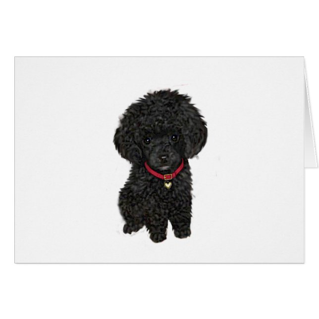 Miniatuur- of Toy Poodle - Zwart 1 (Voorkant Horizontaal)