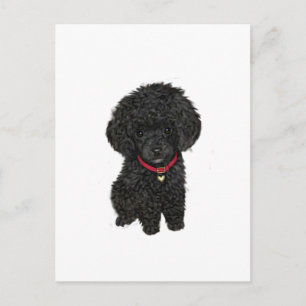 Miniatuur- of Toy Poodle - Zwart 1 Briefkaart