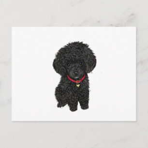 Miniatuur- of Toy Poodle - Zwart 1 Briefkaart