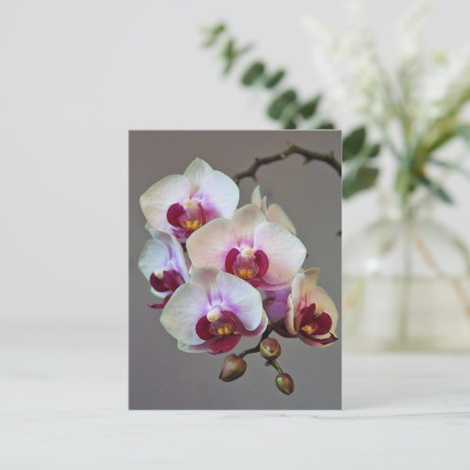 Miniatuur Orchidee Briefkaart (Staand voorkant)