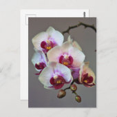 Miniatuur Orchidee Briefkaart (Voorkant / Achterkant)