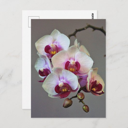 Miniatuur Orchidee Briefkaart (Voorkant / Achterkant)