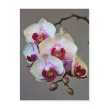 Miniatuur Orchidee