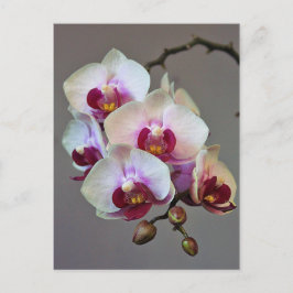 Miniatuur Orchidee Briefkaart