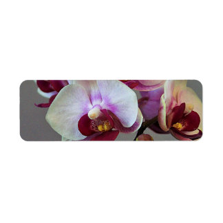 Miniatuur Orchidee Etiket