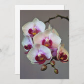 Miniatuur Orchidee Kaart (Voorkant / Achterkant)