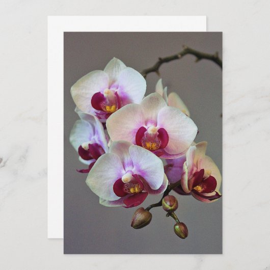 Miniatuur Orchidee Kaart (Voorkant / Achterkant)