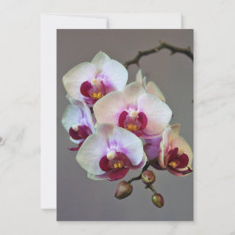 Miniatuur Orchidee Kaart