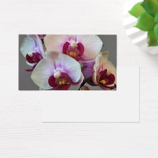 Miniatuur Orchidee Visitekaartje (Bureau)