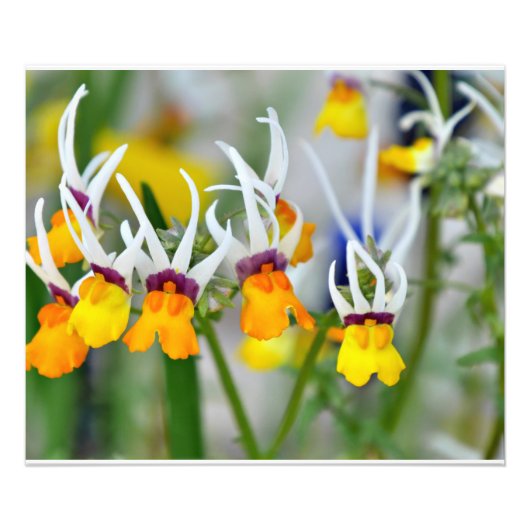 Miniatuur Orchideeën Foto Afdruk (Voorkant)