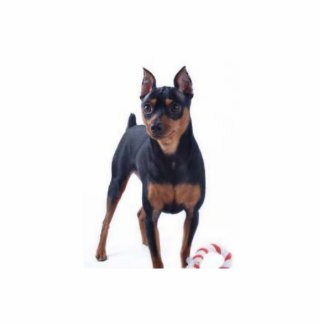 Miniatuur Pincher Fotosculptuur Staand Fotobeeldje