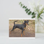 Miniatuur_pinscher Briefkaart (Staand voorkant)