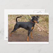Miniatuur_pinscher Briefkaart (Voorkant / Achterkant)