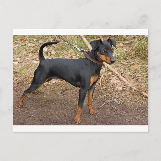 Miniatuur_pinscher Briefkaart (Voorkant)