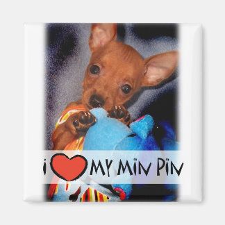 Miniatuur Pinscher Magnet