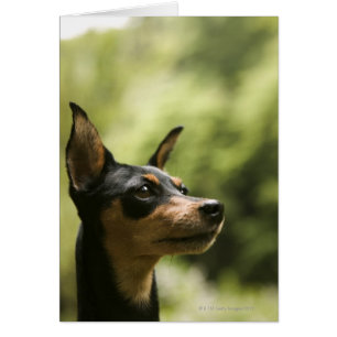 Miniatuur Pinscher (Min-Pin) 2