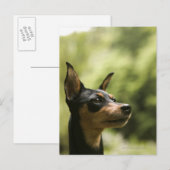 Miniatuur Pinscher (Min-Pin) 2 Briefkaart (Voorkant / Achterkant)