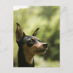 Miniatuur Pinscher (Min-Pin) 2 Briefkaart