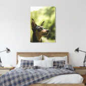 Miniatuur Pinscher (Min-Pin) 2 Canvas Afdruk (Insitu (Slaapkamer))