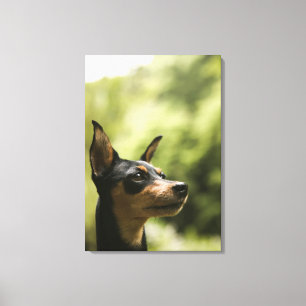 Miniatuur Pinscher (Min-Pin) 2 Canvas Afdruk