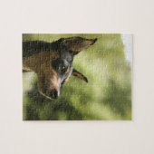 Miniatuur Pinscher (Min-Pin) 2 Legpuzzel (Horizontaal)