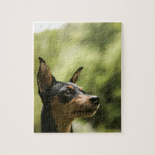 Miniatuur Pinscher (Min-Pin) 2 Legpuzzel (Verticaal)