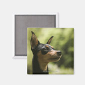 Miniatuur Pinscher (Min-Pin) 2 Magneet (Voorkant / Achterkant)