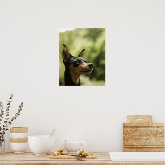 Miniatuur Pinscher (Min-Pin) 2 Poster (Keuken)
