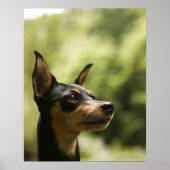 Miniatuur Pinscher (Min-Pin) 2 Poster (Voorkant)