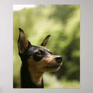 Miniatuur Pinscher (Min-Pin) 2 Poster