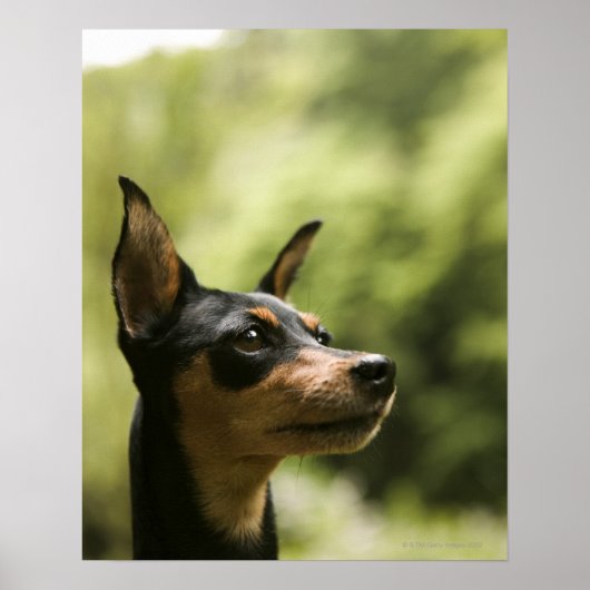 Miniatuur Pinscher (Min-Pin) 2 Poster (Voorkant)