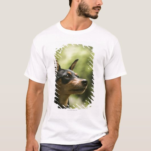 Miniatuur Pinscher (Min-Pin) 2 T-shirt (Voorkant)