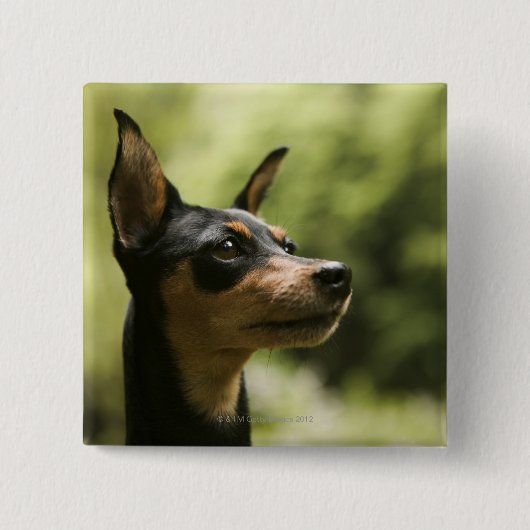 Miniatuur Pinscher (Min-Pin) 2 Vierkante Button 5,1 Cm (Voorkant)