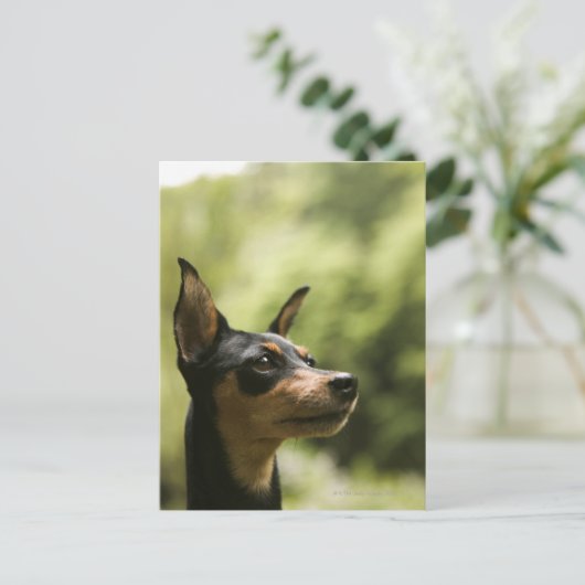 Miniatuur Pinscher (Min-Pin) Briefkaart (Staand voorkant)