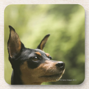 Miniatuur Pinscher (Min-Pin) Drankjes Onderzetter