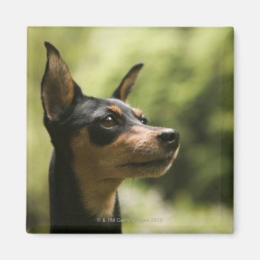 Miniatuur Pinscher (Min-Pin) Magneet (Voorkant)