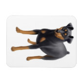 Miniatuur Pinscher Min Pin Premium Magnet Magneet (Horizontaal)