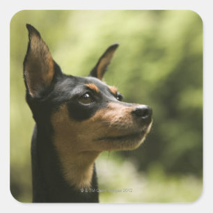 Miniatuur Pinscher (Min-Pin) Vierkante Sticker