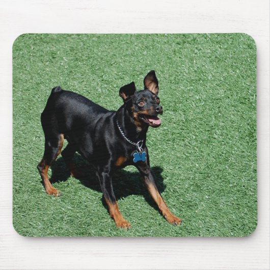 Miniatuur Pinscher-muisblok Muismat (Voorkant)