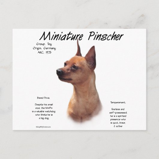 Miniatuur Pinscher (rood) Geschiedenisontwerp Briefkaart (Voorkant)