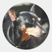 Miniatuur Pinscher stickers (Voorkant)