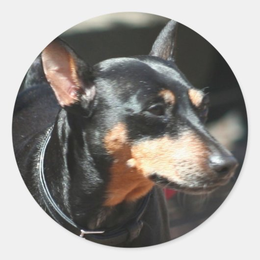 Miniatuur Pinscher stickers (Voorkant)