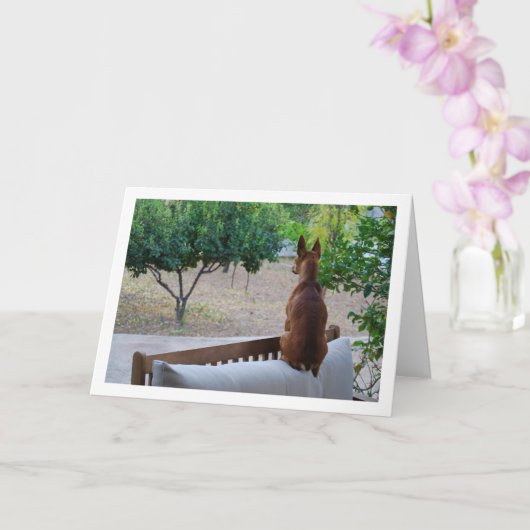 Miniatuur Pinscher zittend op bank Kaart (Orchidee)