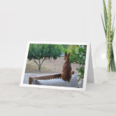 Miniatuur Pinscher zittend op bank Kaart (Voorkant)