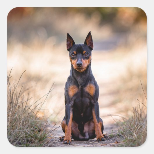 Miniatuur Pinscher Zittend Vierkante Sticker (Voorkant)