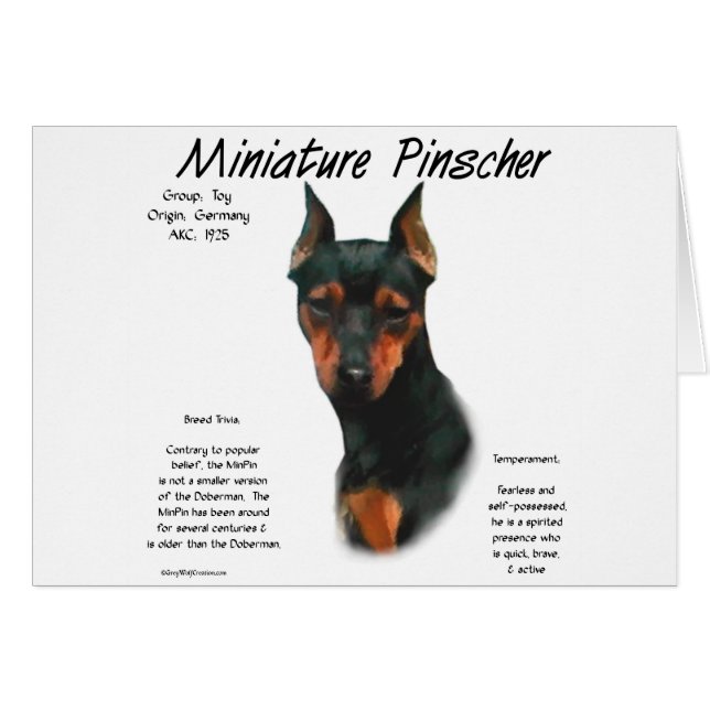 Miniatuur Pinscher (zwart/roest) Geschiedenisontwe (Voorkant Horizontaal)