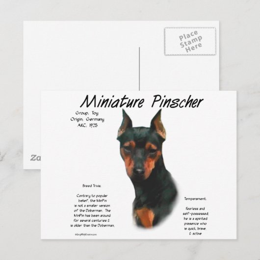 Miniatuur Pinscher (zwart/roest) Geschiedenisontwe Briefkaart (Voorkant / Achterkant)