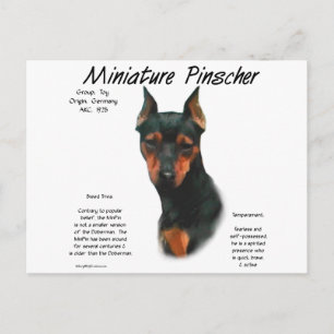 Miniatuur Pinscher (zwart/roest) Geschiedenisontwe Briefkaart