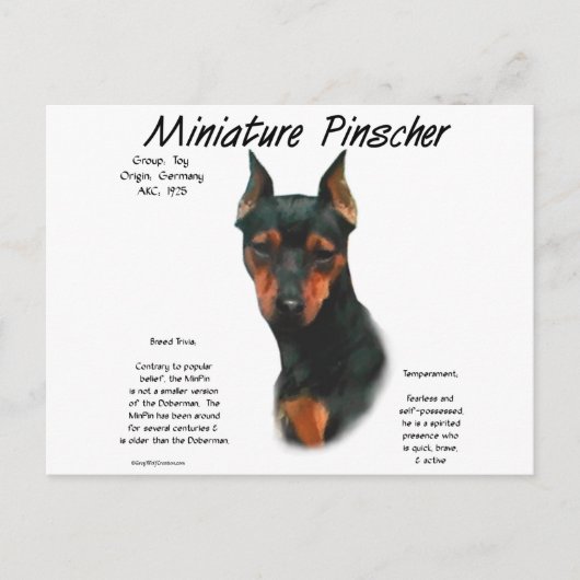 Miniatuur Pinscher (zwart/roest) Geschiedenisontwe Briefkaart (Voorkant)