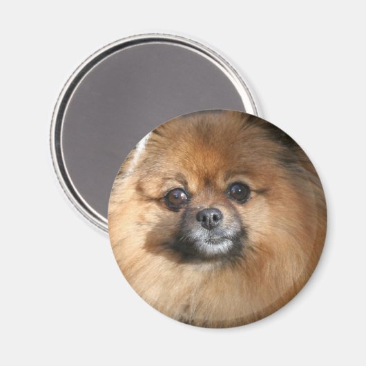 Miniatuur Pommerse ronde magneet (Voorkant / Achterkant)